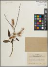 Foto von Salix pentandra L.